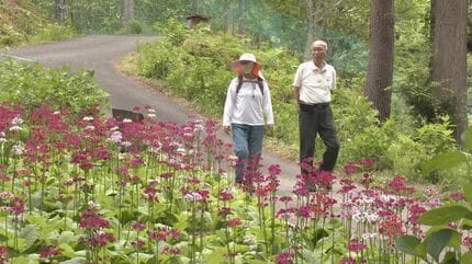 色とりどりの“クリンソウ”が見頃 山の斜面に約15万本 岐阜・高山市