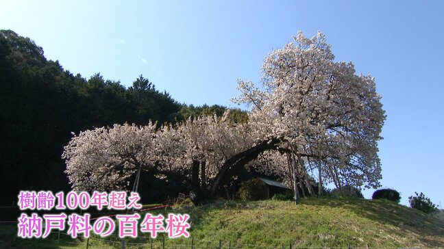 「私たちの宝」樹齢100年の一本桜 台風で折れた枝から新しい命　佐賀・嬉野市【令和のサクラ】|TBS NEWS DIG