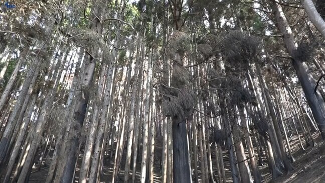 大船渡山林火災の被害面積は3370ヘクタールで確定　被害額は59億3900万円に上る　岩手|TBS NEWS DIG