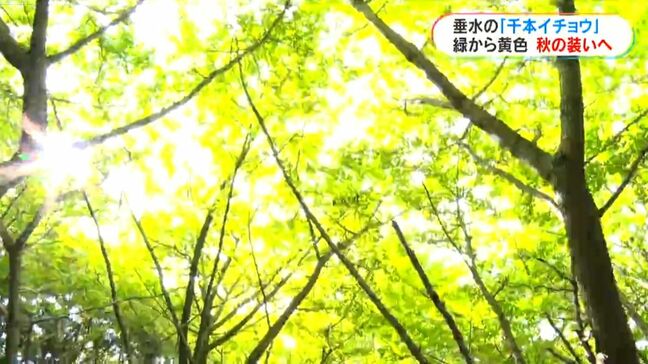 垂水市の千本イチョウ 少しずつ黄色に 今月22日~ライトアップも|TBS NEWS DIG