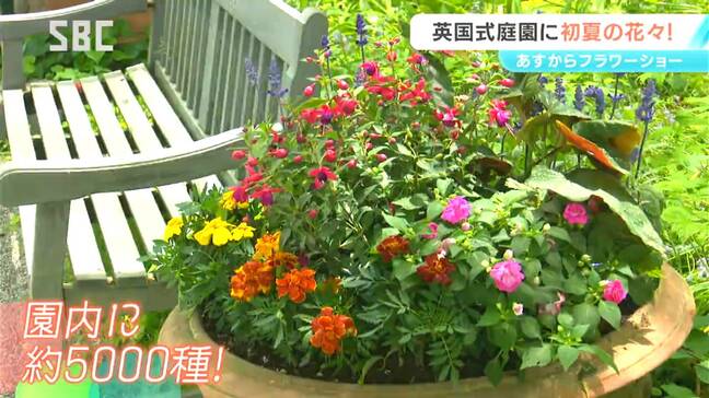 蓼科高原の英国式庭園で初夏の花々見頃に　5日から「フラワーショー」　見どころのひとつが「ショーガーデン」　長野・茅野市|TBS NEWS DIG