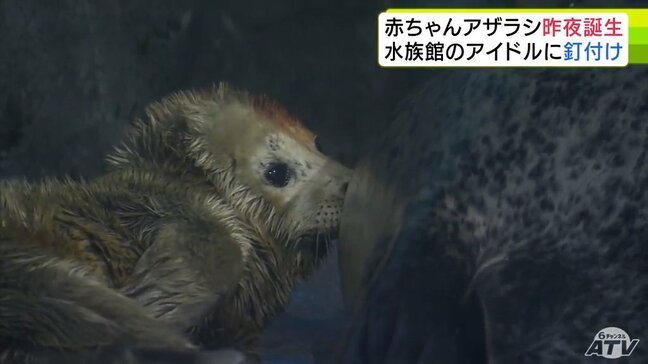 モフモフかわいい“水族館のアイドル”にみんなくぎ付け 浅虫水族館で「ゴマフアザラシの赤ちゃん」約2年ぶりに誕生|TBS NEWS DIG