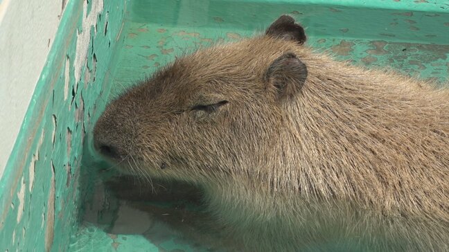 「汗が噴き出るぐらい」県内5地点で3日連続の猛暑日 明日、明後日と38℃が続く予想 山梨|TBS NEWS DIG