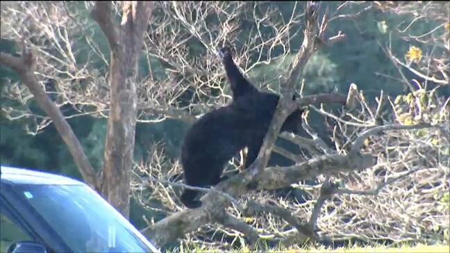 4月13日時点で18件のクマ目撃 副知事トップの対策本部を始動 わな設置権限を市町村に移すことも検討へ 宮城|TBS NEWS DIG