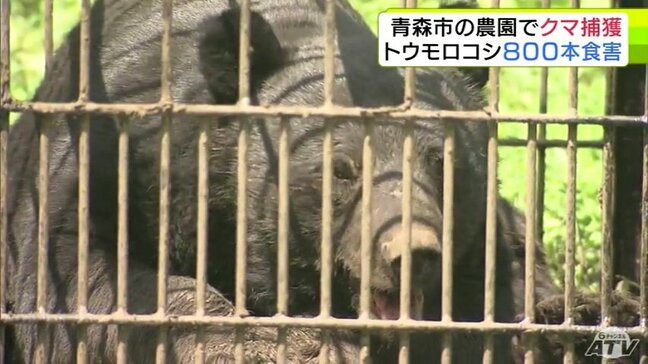 【クマ】体長150cm・体重推定100kg以上のオス　農園で『ツキノワグマ』を捕獲　近づくと…「腕も太いし顔もでかいし怖い…」　農園では収穫控えた「トウモロコシ」800本の食害が|TBS NEWS DIG