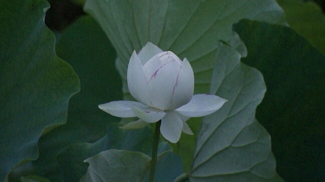 夜明けとともに開花するハスを楽しんで　岡山後楽園で年に一度の「観蓮節」|TBS NEWS DIG