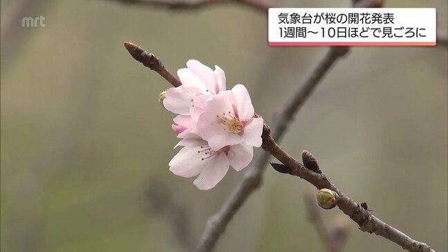 宮崎で桜が開花 平年より1日遅く、去年と同じ開花|TBS NEWS DIG