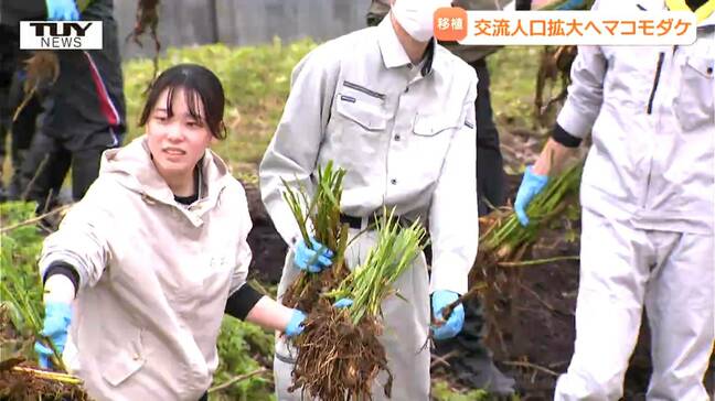 復興の一助に　記録的大雨で被災した酒田市大沢地区　交流人口増加のため "マコモダケ" を育てる試み始まる（山形）|TBS NEWS DIG