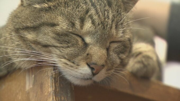 「初めての方でも膝に乗ったり」　日本一の看板ネコ・富士子ちゃん　旅行予約サイトの看板ネコランキングで全国1位に　山梨・アルベルゴ デル オット|TBS NEWS DIG