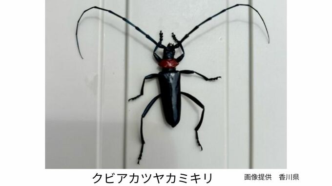 クビアカツヤカミキリ（特定外来生物）を東かがわ市で確認　ウメやモモなどの果樹に甚大な農業被害をもたらすことも【香川】|TBS NEWS DIG