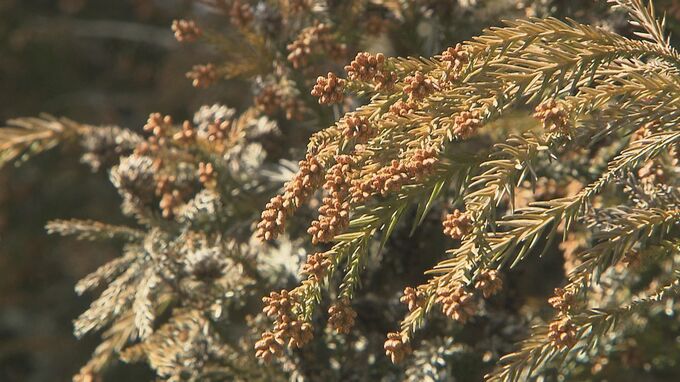 【花粉情報】28日から気温上昇　今後1週間の飛散予想、いわき市は週末注意　福島　|　福島のニュース│TUF