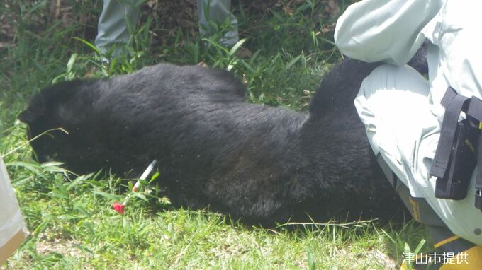 「ツキノワグマ」がイノシシ・シカの罠に　岡山県の管理計画に基づいて山に放獣　体長1m45cm・体重85キロ【岡山・津山市】　|　岡山・香川のニュース | 天気 | RSK山陽放送