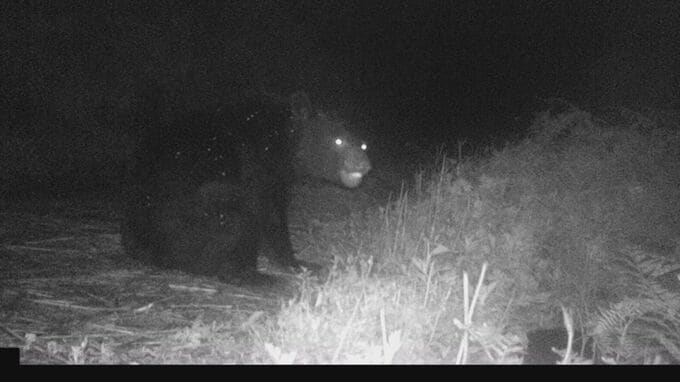 クマの目撃情報が増加…今年は数年に一度の“危険な年”か　もしクマに遭遇したらどうすればいい？　|　名古屋・愛知・岐阜・三重のニュース【CBC news】 | CBC web