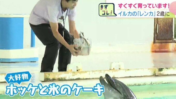 大好物のホッケが盛り付けられた特製の氷ケーキ