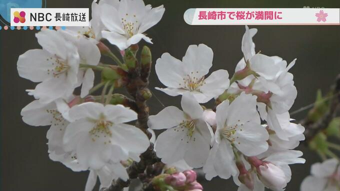 「長崎で桜が満開に」長崎地方気象台が発表　平年と同じで去年より３日遅い　|　長崎のニュース | 天気 | NBC長崎放送