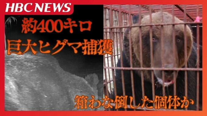 体重約400キロ…こうして巨大ヒグマは捕獲された　約2週間前にも出没？「よくわなに入ったな」地元猟友会会長も驚いた…過去最大級の巨体|TBS NEWS DIG