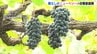 色づき・甘み・酸味の３拍子　種なしぶどうのニューベリーA　三次市で出荷ピーク　広島　|　RCC NEWS | 広島ニュース | RCC中国放送