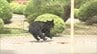 秋の行楽シーズンで注意　福島県内でツキノワグマ出没注意報　|　福島のニュース│TUF