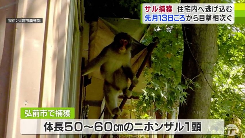 顔を上げたら真向かいに…」市街地出没の体長50～60cmのニホンザル1頭