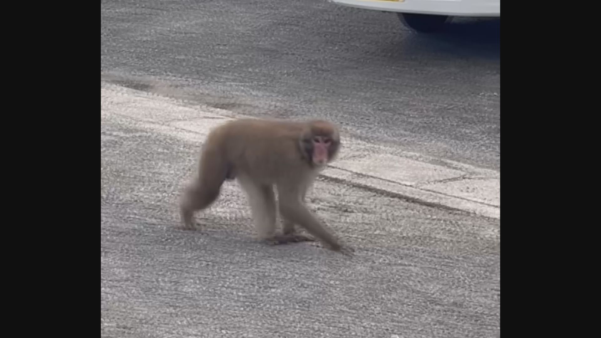 ゆうゆうと道路を歩く「サル」 14日から名古屋市内に出没していた個体