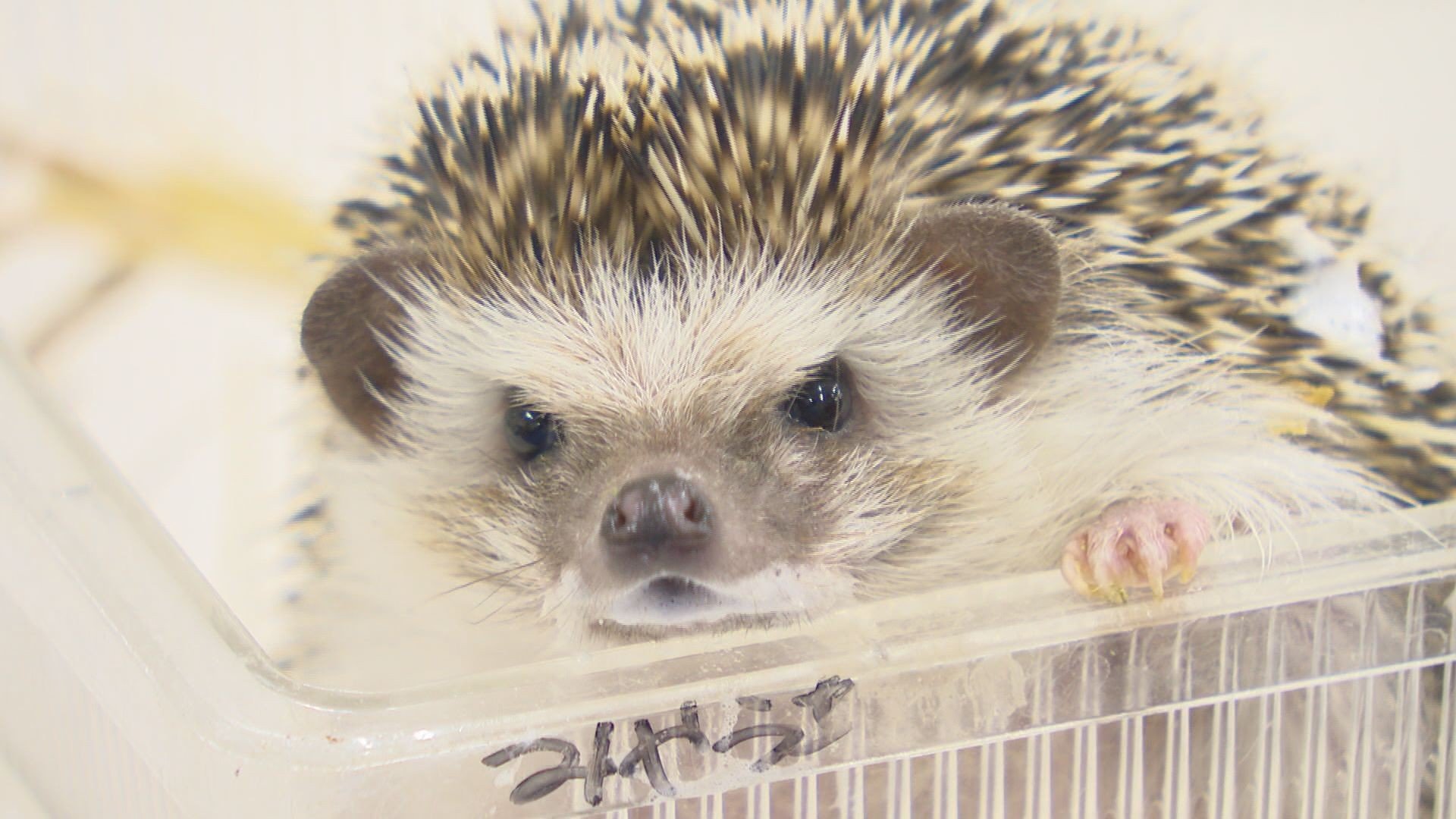 れ*う様 ヨツユビハリネズミ (Four-toed hedgehog) 剥製　1 れ*う様 ヨツユビハリネズミ (Four-toed hedgehog) 剥製 1 れ*う様