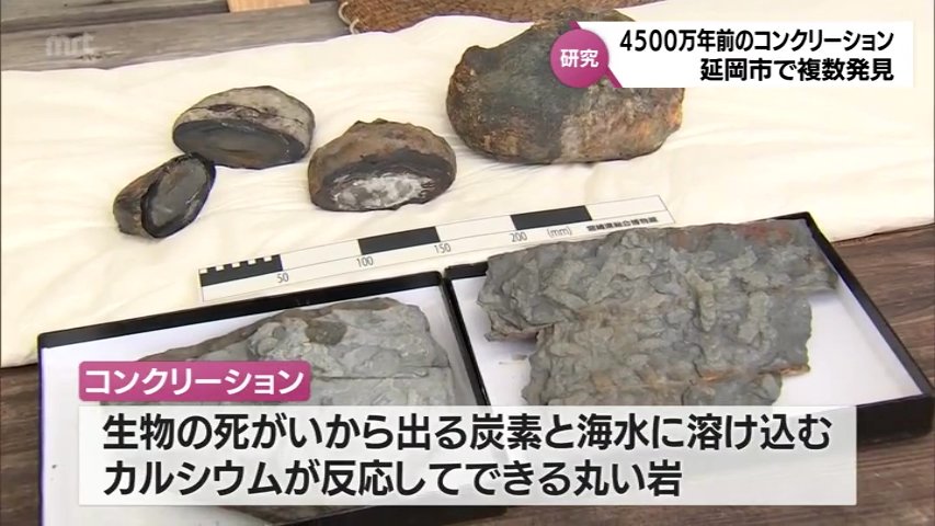 [岩石標本]長崎県産 コンクリーション(団塊) 約10cm img_b4d94c6b9d2e21ad0e71966eed