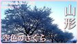 空色のさくら　山形県河北町【JNN sakuraドローンDIG 2023】|TBS NEWS DIG