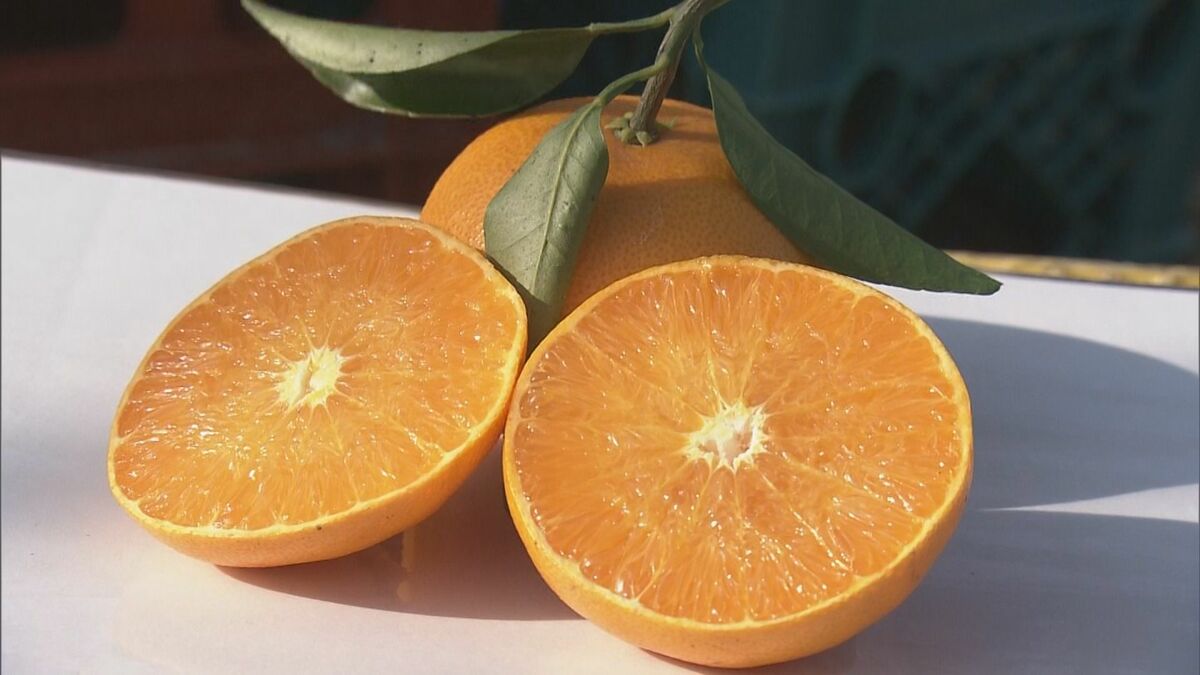 濃厚な甘みととろける食感「柑橘の大トロ」 高級ミカン「せとか」三重