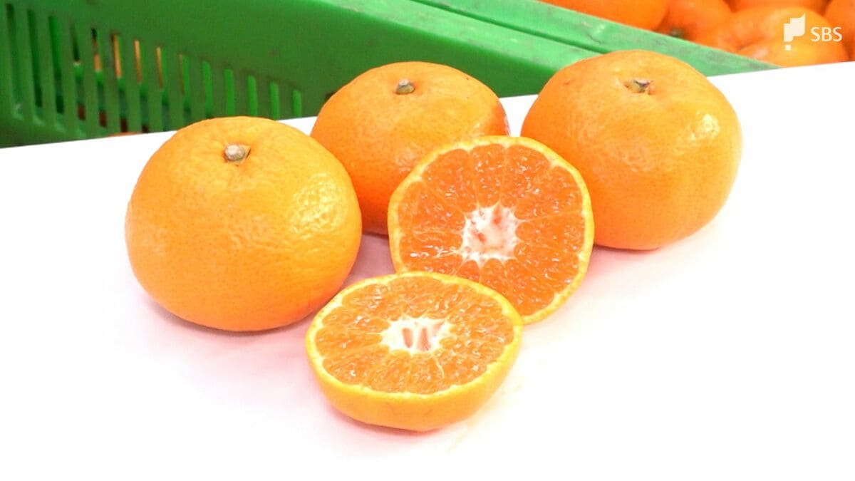 大変おいしいミカンができました」寿太郎みかんの出荷始まる 貯蔵庫で