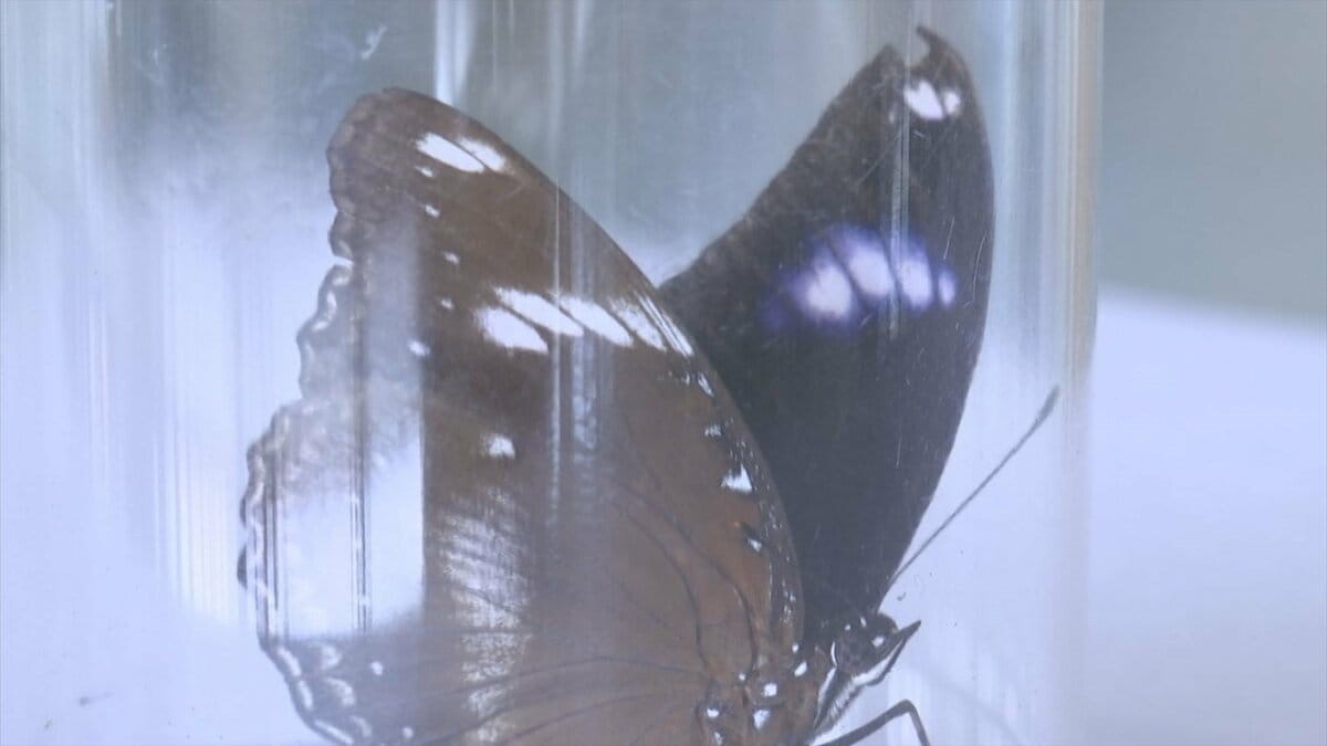水鳥公園で、珍鳥ならぬ「珍蝶」見つかる | TBS NEWS DIG