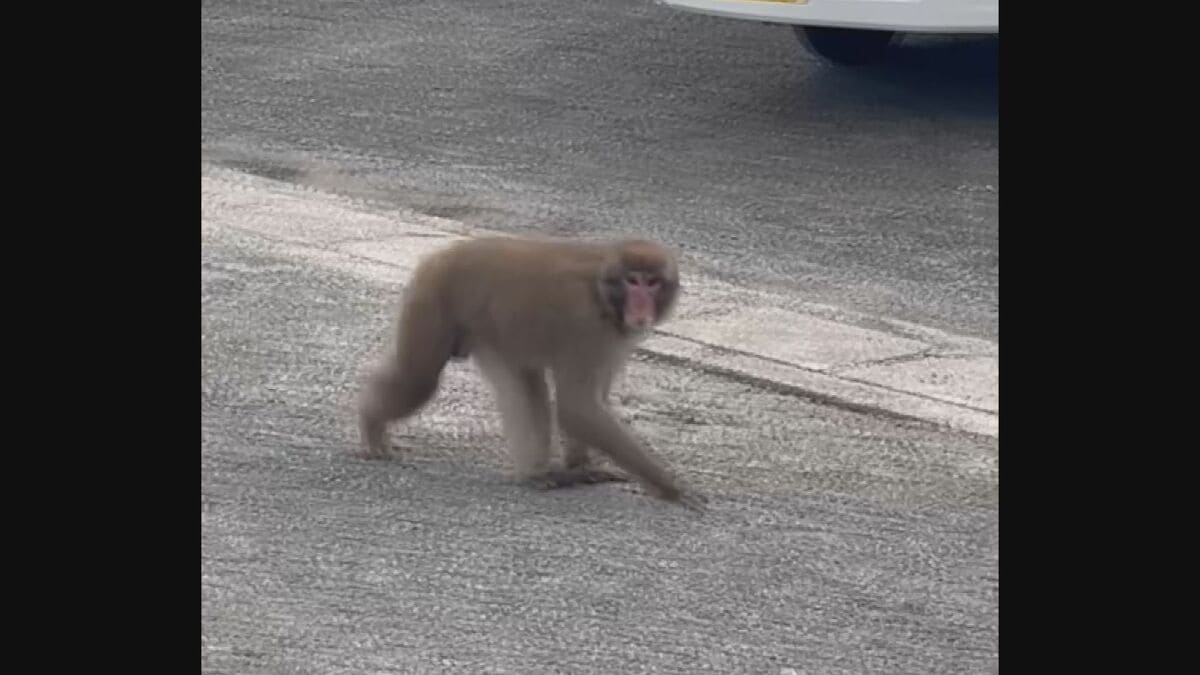 ゆうゆうと道路を歩く「サル」 14日から名古屋市内に出没していた個体