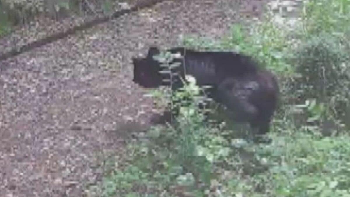 野生のツキノワグマを確認 園内の一部を閉鎖 去年出没個体と同じか