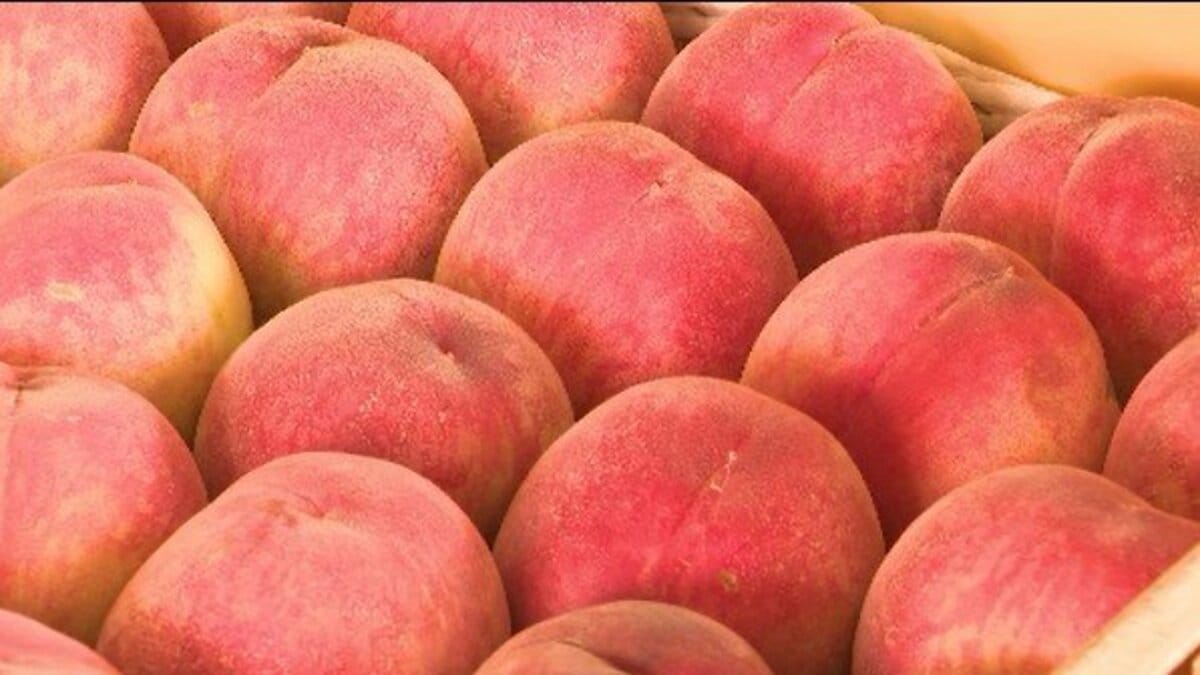 糖度の高いモモが生産できている」南信州でモモの出荷が始まる