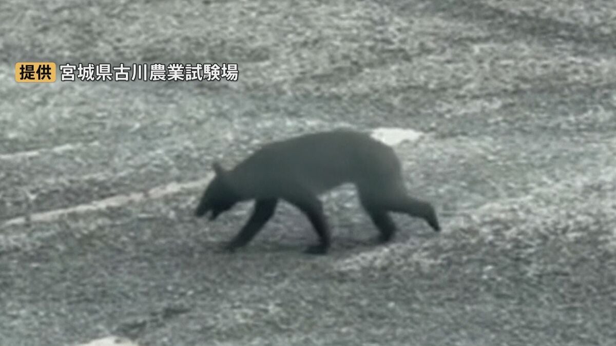 宮城の農業試験場にクマ 体長約1m 同じ日に2キロ離れた竹林でタケノコ