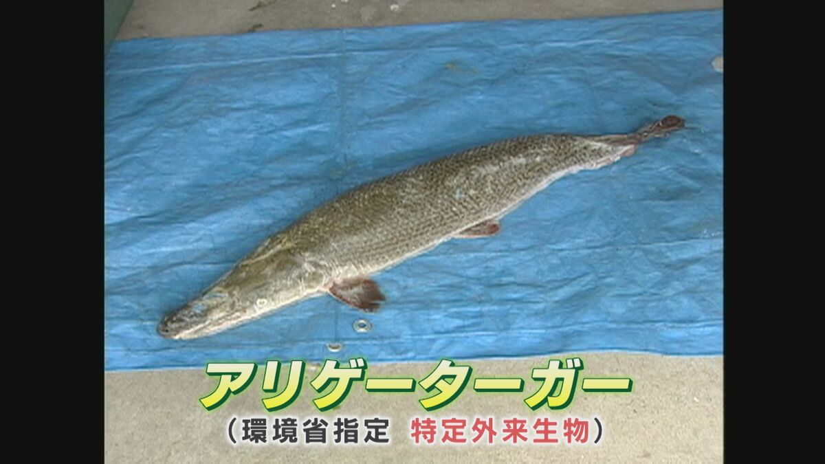 アジア初” 熊本県で古代魚『ガー』の化石見つかる 約9000万年前に生息