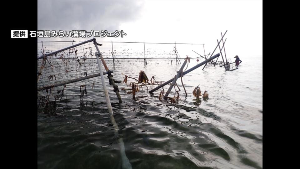 絶滅危惧種の海草「ウミショウブ」を守れ　台風13号で全壊の保護柵を新設　石垣市