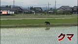 田んぼのあぜ道 駆け回るクマ 冬眠明けはエサ求め移動活発に… 農村部の対策とは 富山・砺波市 | 富山のニュース|天気・防災|チューリップテレビ