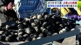 4年ぶりの『ホッキガイ漁』の再開に漁師たちも安堵「満足して帰ってきました」2021年発生の貨物船の座礁事故からようやく　|　青森のニュース│ATV NEWS│青森テレビ