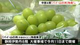 中部4県の魅力的な商品に長蛇の列 「バイ・山の洲」物産展で交流促進=静岡市|TBS NEWS DIG