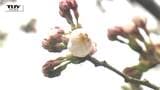 歴代2番目の早さ！ 山形地方気象台で桜の開花観測　平年より11日早く去年より7日早い開花|TBS NEWS DIG