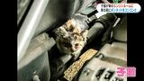 梅雨時期に注意　エンジンルームに猫！猫チェックの徹底を　鹿児島　|　鹿児島のニュース｜MBC NEWS｜南日本放送