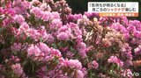 「気持ちが明るくなる」横峰寺で見頃のシャクナゲ楽しむ 愛媛・西条市 | 愛媛のニュース - Nスタえひめ|あいテレビは6チャンネル