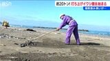 “腐敗臭”漂う20トン 海岸に打ち上げられた大量のイワシ 回収作業始まる 費用は数十万円に 新潟県柏崎市 | 新潟のニュース・天気|BSN NEWS|BSN新潟放送