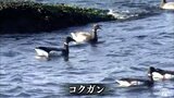 絶滅危惧種コクガン　蕪島周辺で羽休め「すごい感動」　|　青森のニュース│ATV NEWS│青森テレビ