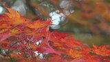カエデやカラマツなどの紅葉が始まり見頃に　八ヶ岳南麓の東沢大橋周辺　山梨・北杜市|TBS NEWS DIG