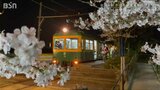 「ここにしかない景色」 旧月潟駅『かぼちゃ電車』を彩る“桜” | 新潟のニュース・天気|BSN NEWS|BSN新潟放送