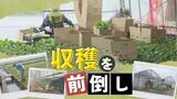 「もっと育つはずだった野菜も収穫」警報基準を上回る雨を控え農家が“備え” | 福岡のニュース|RKB NEWS|RKB毎日放送