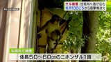 「顔を上げたら真向かいに…」市街地出没の体長50~60cmのニホンザル1頭 住宅の中に逃げ込んだところを捕獲 青森県弘前市|TBS NEWS DIG