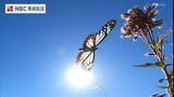 千キロ旅する渡り蝶『アサギマダラ』飛び方はふわふわ… | 長崎のニュース | 天気 | NBC長崎放送