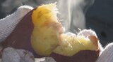 濃厚な甘みが特徴 県産ブランドのサツマイモ「甘太くん」出荷シーズンむかえる 大分 | 大分のニュース|OBS NEWS|大分放送